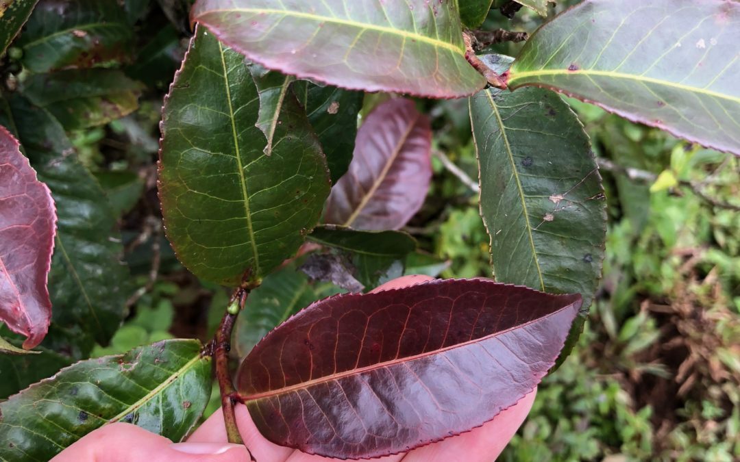What’s Healthy About Tea – Introducing Purple Tea